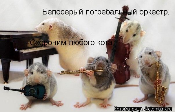 Белосерый погребальный оркестр. Белосерый погребальный оркестр. Схороним любого кота Схороним любого ... Котоматрица: Белосерый погребальный оркестр. Белосерый погребальный оркестр. Схороним любого кота Схороним любого кота