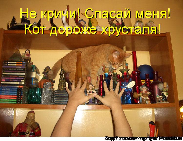 Котоматрица: Не кричи! Спасай меня!   Кот дороже хрусталя!