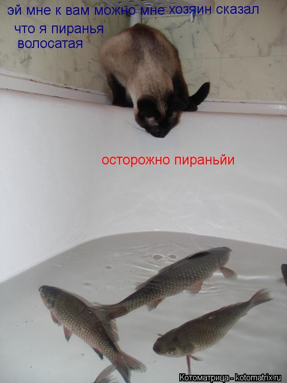 осторожно пираньйи эй мне к вам можно мне хозяин сказал что я пиранья волосатая... Котоматрица: осторожно пираньйи эй мне к вам можно мне хозяин сказал что я пиранья волосатая