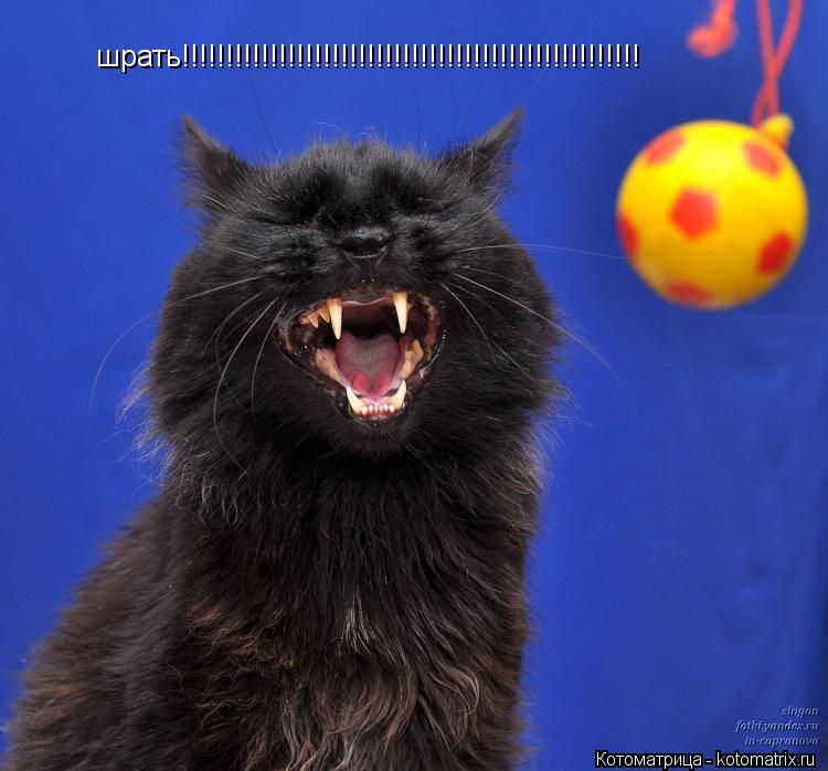 шрать!!!!!!!!!!!!!!!!!!!!!!!!!!!!!!!!!!!!!!!!!!!!!!!!!!!!... Котоматрица: шрать!!!!!!!!!!!!!!!!!!!!!!!!!!!!!!!!!!!!!!!!!!!!!!!!!!!!