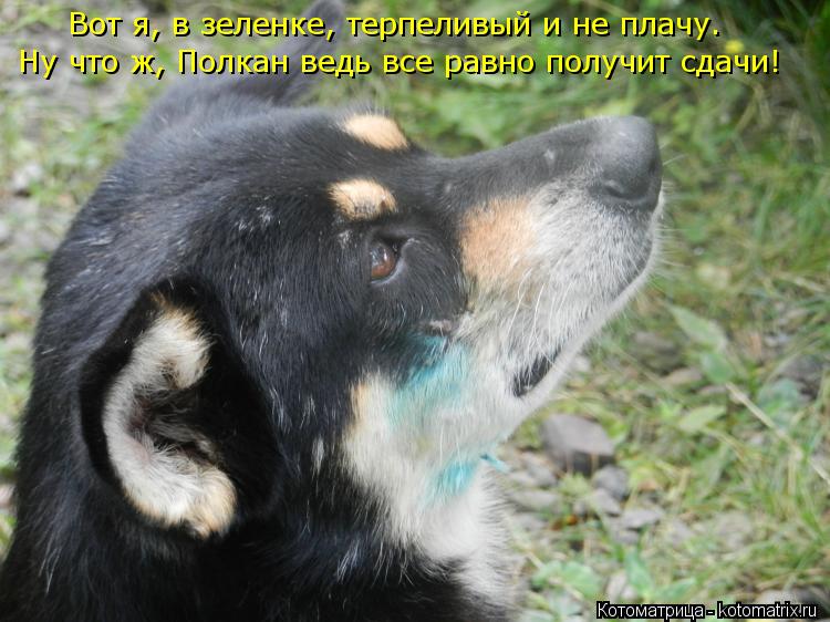 Ну что ж, Полкан ведь все равно получит сдачи! Вот я, в зеленке, терпеливый и не плачу.... Котоматрица: Ну что ж, Полкан ведь все равно получит сдачи! Вот я, в зеленке, терпеливый и не плачу.