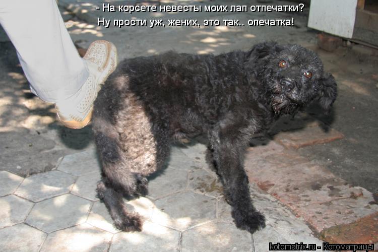 - На корсете невесты моих лап отпечатки? Ну прости уж, жених, это так.. опечатка!... Котоматрица: - На корсете невесты моих лап отпечатки? Ну прости уж, жених, это так.. опечатка!