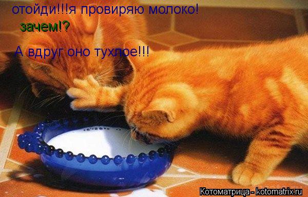 отойди!!!я провиряю молоко! А вдруг оно тухлое!!! зачем!?... Котоматрица: отойди!!!я провиряю молоко! А вдруг оно тухлое!!! зачем!?