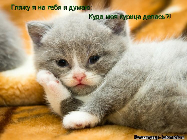 Гляжу я на тебя и думаю: Гляжу я на тебя и думаю: Куда моя курица делась?!... Котоматрица: Гляжу я на тебя и думаю: Гляжу я на тебя и думаю: Куда моя курица делась?!