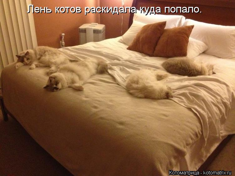 Котоматрица: Лень котов раскидала куда попало.