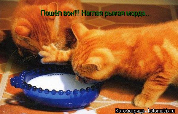 Пошёл вон!!! Наглая рыжая морда...... Котоматрица: Пошёл вон!!! Наглая рыжая морда...