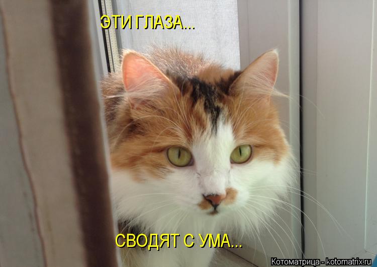 ЭТИ ГЛАЗА... СВОДЯТ С УМА...... Котоматрица: ЭТИ ГЛАЗА... СВОДЯТ С УМА...