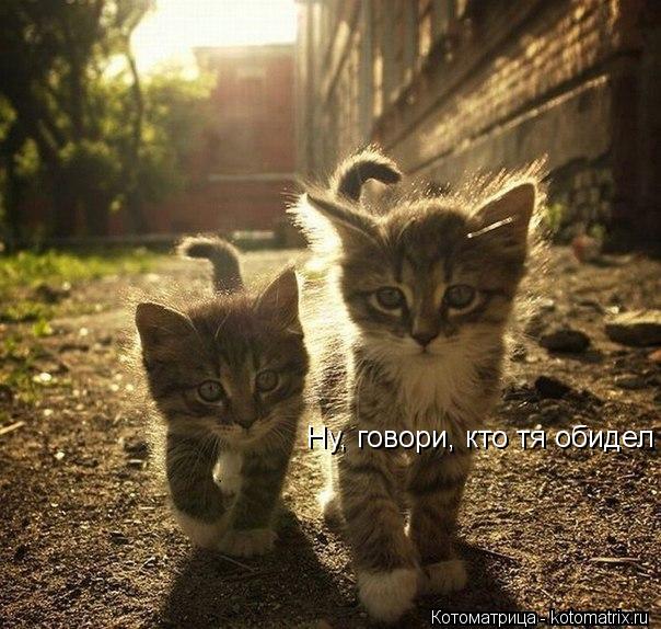 Ну, говори, кто тя обидел... Котоматрица: Ну, говори, кто тя обидел