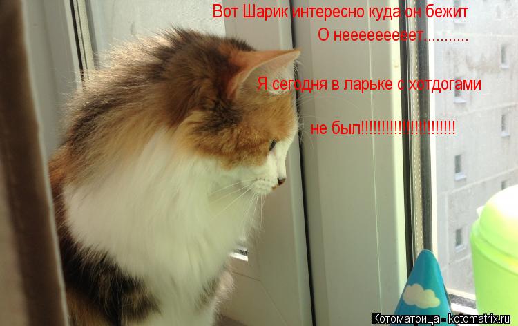 Вот Шарик интересно куда он бежит О нееееееееет........... Я сегодня в ларьке с хотдогами не был!!!!... Котоматрица: Вот Шарик интересно куда он бежит О нееееееееет........... Я сегодня в ларьке с хотдогами не был!!!!!!!!!!!!!!!!!!!!!!!