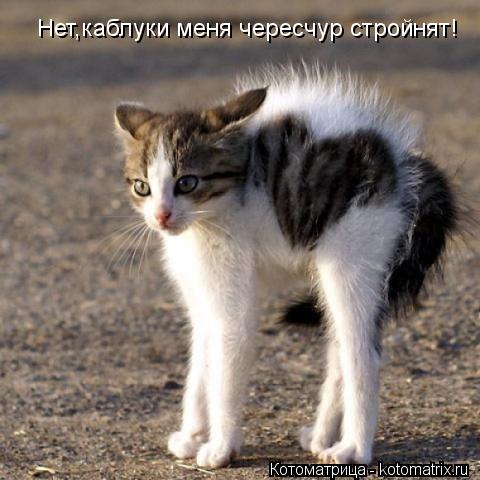 Котоматрица: Нет,каблуки меня чересчур стройнят!