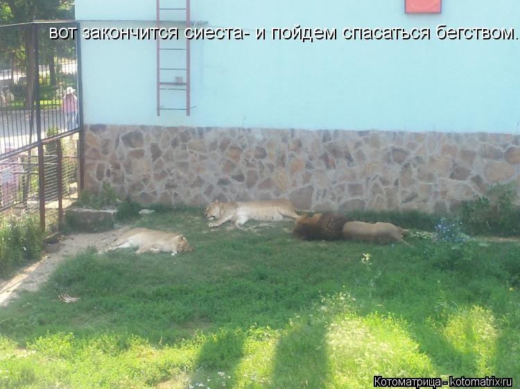 вот закончится сиеста- и пойдем спасаться бегством....... Котоматрица: вот закончится сиеста- и пойдем спасаться бегством....