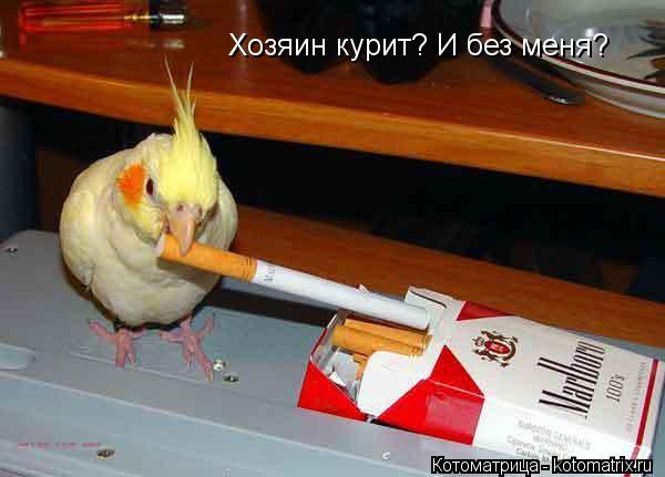 Хозяин курит? И без меня?... Котоматрица: Хозяин курит? И без меня?
