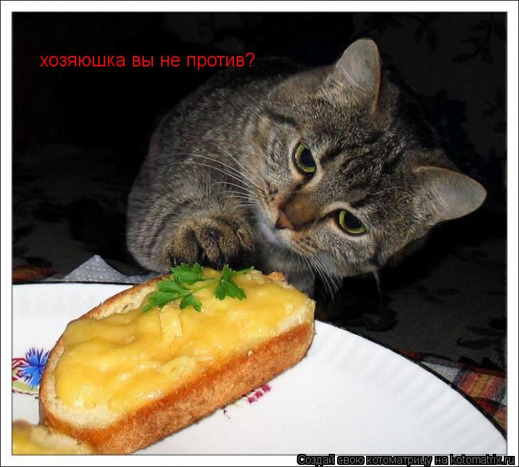 Котоматрица: хозяюшка вы не против?