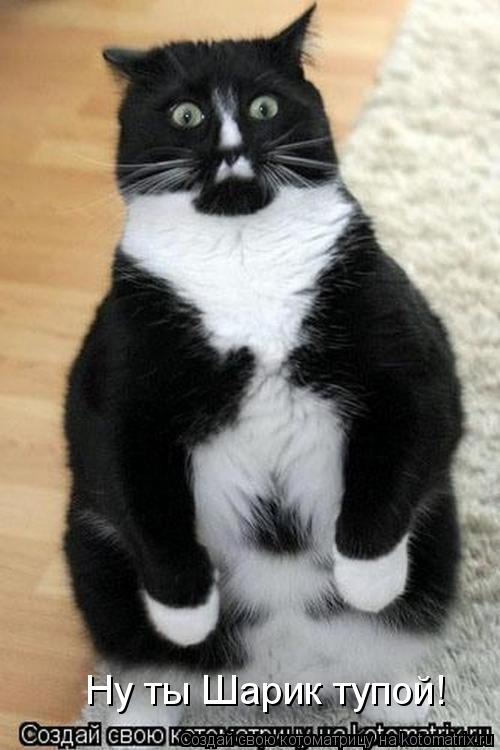 Ну ты Шарик тупой!... Котоматрица: Ну ты Шарик тупой!