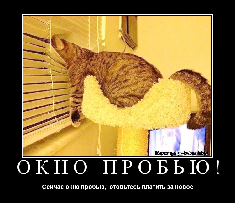 ОКНО ПРОБЬЮ! Сейчас окно пробью,Готовьтесь платить за новое... Котоматрица: ОКНО ПРОБЬЮ! Сейчас окно пробью,Готовьтесь платить за новое