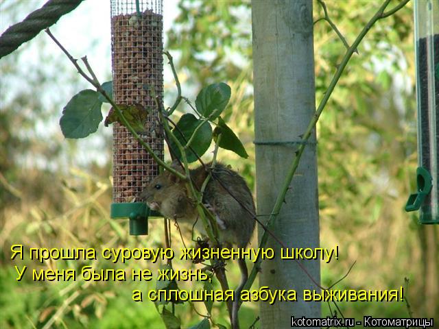 Я прошла суровую жизненную школу! У меня была не жизнь, а сплошная азбука выживания!... Котоматрица: Я прошла суровую жизненную школу! У меня была не жизнь, а сплошная азбука выживания!