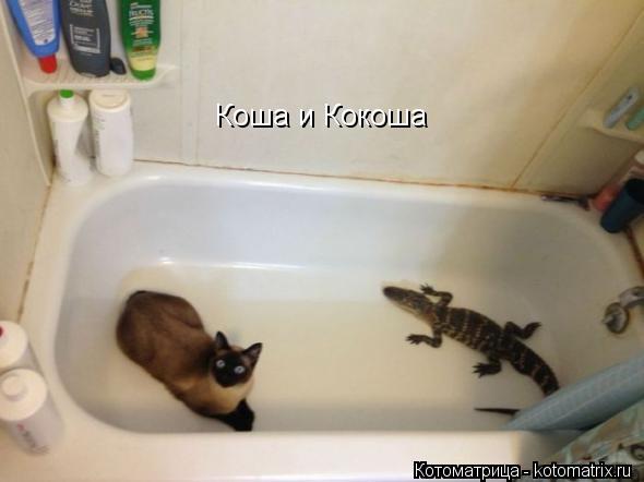 Коша и Кокоша... Котоматрица: Коша и Кокоша