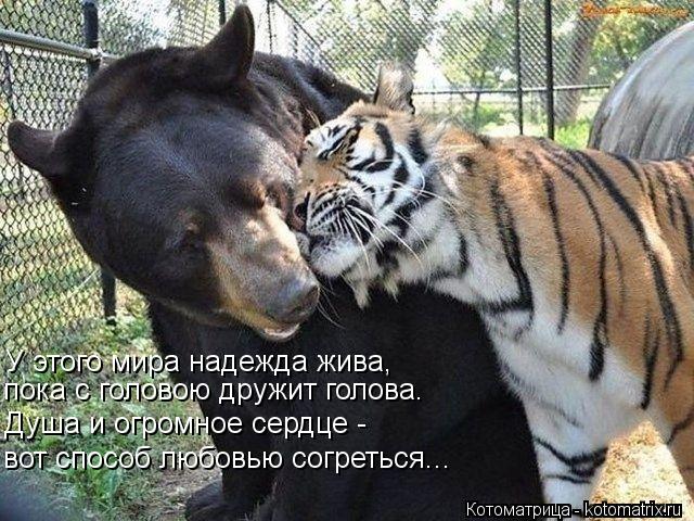 У этого мира надежда жива, пока с головою дружит голова. Душа и огромное сердце - вот способ любовью ... Котоматрица: У этого мира надежда жива, пока с головою дружит голова. Душа и огромное сердце - вот способ любовью согреться...