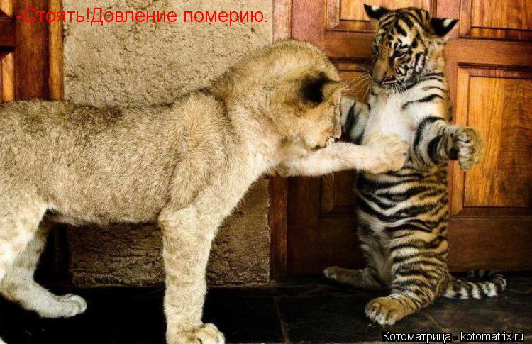 -Стоять!Довление померию.... Котоматрица: -Стоять!Довление померию.
