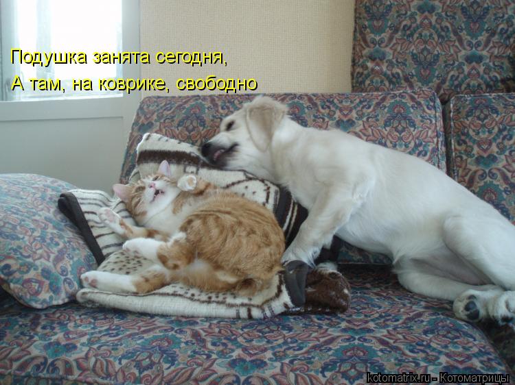 Подушка занята сегодня, А там, на коврике, свободно... Котоматрица: Подушка занята сегодня, А там, на коврике, свободно