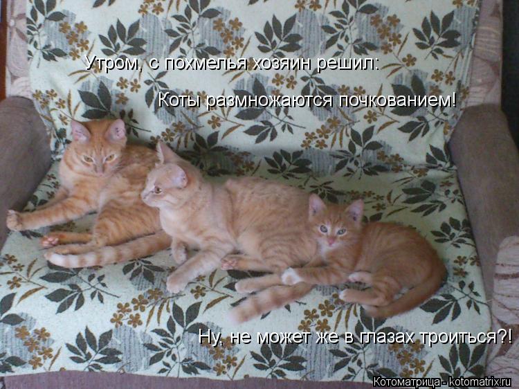 Коты размножаются почкованием! Утром, с похмелья хозяин решил: Ну, не может же в глазах троиться?!... Котоматрица: Коты размножаются почкованием! Утром, с похмелья хозяин решил: Ну, не может же в глазах троиться?!