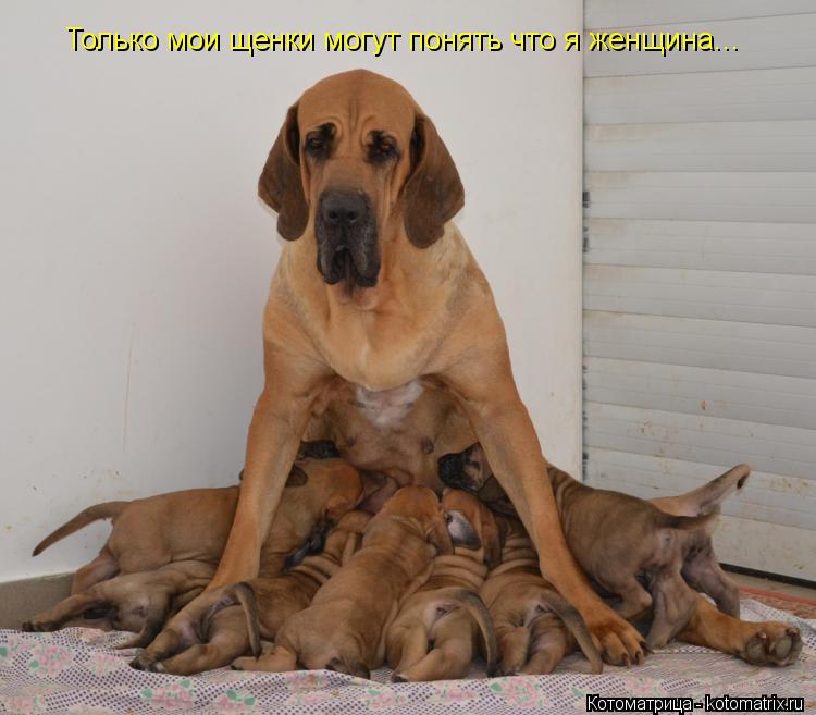 Только мои щенки могут понять что я женщина...... Котоматрица: Только мои щенки могут понять что я женщина...