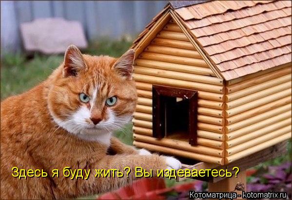 Здесь я буду жить? Вы издеваетесь?... Котоматрица: Здесь я буду жить? Вы издеваетесь?