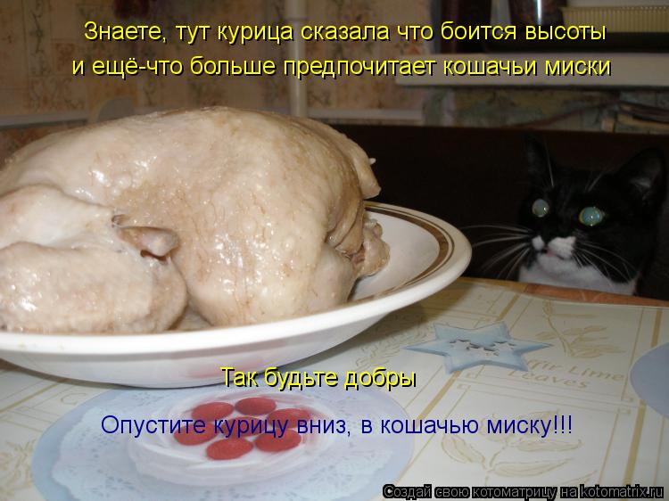 Знаете, тут курица сказала что боится высоты и ещё-что больше предпочитает кошачьи миски Так будьте... Котоматрица: Знаете, тут курица сказала что боится высоты и ещё-что больше предпочитает кошачьи миски Так будьте добры Опустите курицу вниз, в кошачью