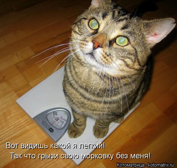 Вот видишь какой я легкий! Так что грызи свою морковку без меня!... Котоматрица: Вот видишь какой я легкий! Так что грызи свою морковку без меня!