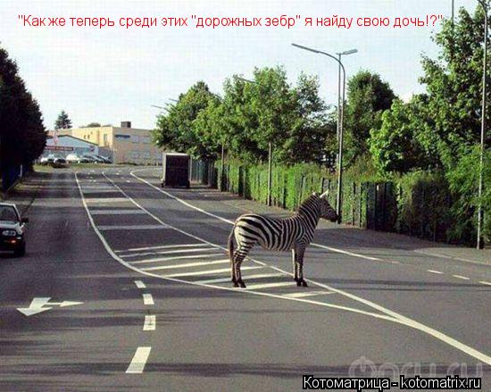 "Как же теперь среди этих "дорожных зебр" я найду свою дочь!?"... Котоматрица: "Как же теперь среди этих "дорожных зебр" я найду свою дочь!?"