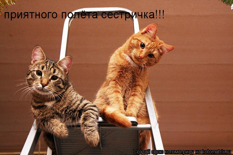 приятного полёта сестричка!!!... Котоматрица: приятного полёта сестричка!!!