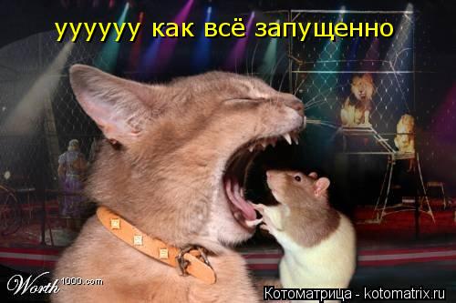уууууу как всё запущенно... Котоматрица: уууууу как всё запущенно