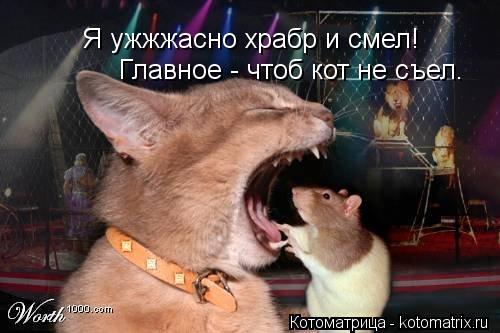 Я ужжжасно храбр и смел! Главное - чтоб кот не съел.... Котоматрица: Я ужжжасно храбр и смел! Главное - чтоб кот не съел.