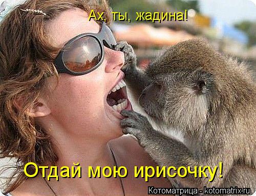 Ах, ты, жадина! Отдай мою ирисочку!... Котоматрица: Ах, ты, жадина! Отдай мою ирисочку!