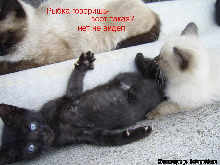 Рыбка говоришь- нет не видел. воот такая?... Котоматрица: Рыбка говоришь- нет не видел. воот такая?