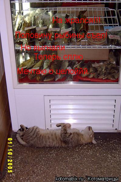 На жрался!!! Половину рыбины съел! Но выгнали Теперь сплю Мечтаю о целоййй...... Котоматрица: На жрался!!! Половину рыбины съел! Но выгнали Теперь сплю Мечтаю о целоййй...