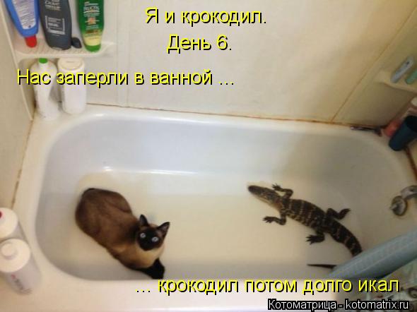 Я и крокодил. День 6. Нас заперли в ванной ... ... крокодил потом долго икал... Котоматрица: Я и крокодил. День 6. Нас заперли в ванной ... ... крокодил потом долго икал