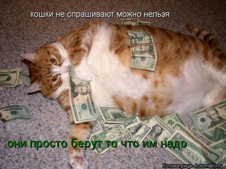 кошки не спрашивают можно нельзя они просто берут то что им надо... Котоматрица: кошки не спрашивают можно нельзя они просто берут то что им надо