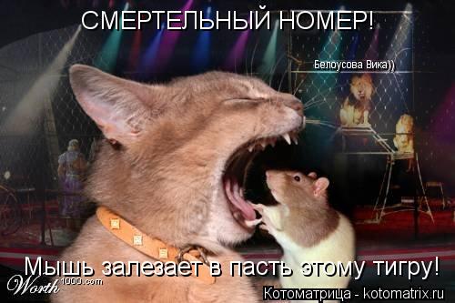 СМЕРТЕЛЬНЫЙ НОМЕР! Мышь залезает в пасть этому тигру! Белоусова Вика))... Котоматрица: СМЕРТЕЛЬНЫЙ НОМЕР! Мышь залезает в пасть этому тигру! Белоусова Вика))