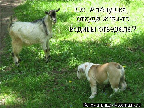 откуда ж ты-то водицы отведала? ... Ох, Алёнушка,... Котоматрица: откуда ж ты-то водицы отведала? ... Ох, Алёнушка,