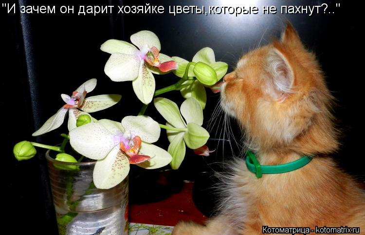"И зачем он дарит хозяйке цветы,которые не пахнут?.."... Котоматрица: "И зачем он дарит хозяйке цветы,которые не пахнут?.."