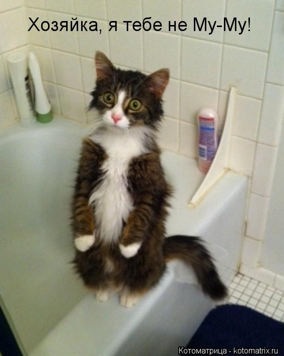Хозяйка, я тебе не Му-Му!... Котоматрица: Хозяйка, я тебе не Му-Му!