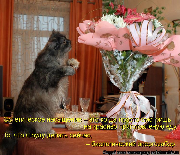 Эстетическое насыщение – это когда просто смотришь на красиво приготовленую еду. То, что я буду делат... Котоматрица: Эстетическое насыщение – это когда просто смотришь на красиво приготовленую еду. То, что я буду делать сейчас, – биологический энергозабо