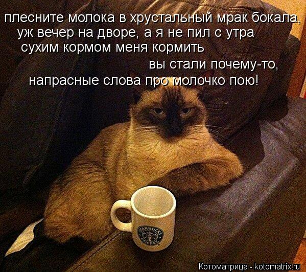 плесните молока в хрустальный мрак бокала, уж вечер на дворе, а я не пил с утра вы стали почему-то, ... Котоматрица: плесните молока в хрустальный мрак бокала, уж вечер на дворе, а я не пил с утра вы стали почему-то, сухим кормом меня кормить напрасные слова