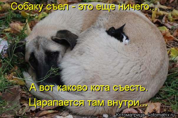 Собаку съел - это еще ничего... Царапается там внутри... А вот каково кота съесть.... Котоматрица: Собаку съел - это еще ничего... Царапается там внутри... А вот каково кота съесть.