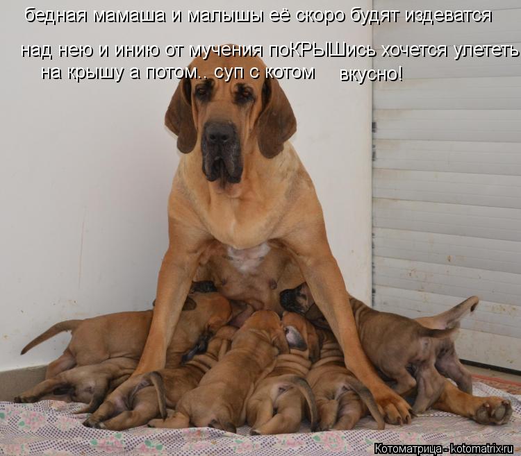 бедная мамаша и малышы её скоро будят издеватся над нею и инию от мучения поКРЫШись хочется улететь ... Котоматрица: бедная мамаша и малышы её скоро будят издеватся над нею и инию от мучения поКРЫШись хочется улететь на крышу а потом на крышу а потом.. суп