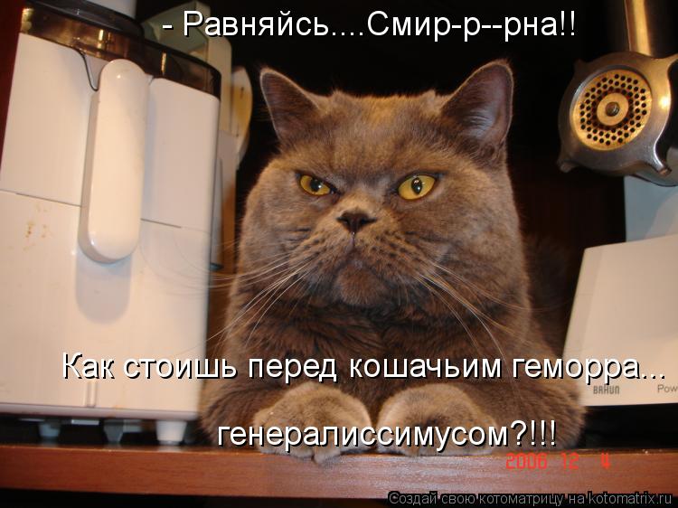 - Равняйсь....Смир-р--рна!! Как стоишь перед кошачьим геморра... генералиссимусом?!!!... Котоматрица: - Равняйсь....Смир-р--рна!! Как стоишь перед кошачьим геморра... генералиссимусом?!!!