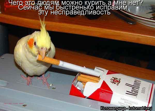 Чего это людям можно курить Чего это людям можно курить,а мне нет? Сейчас мы быстренько исправим эту... Котоматрица: Чего это людям можно курить Чего это людям можно курить,а мне нет? Сейчас мы быстренько исправим эту несправедливость