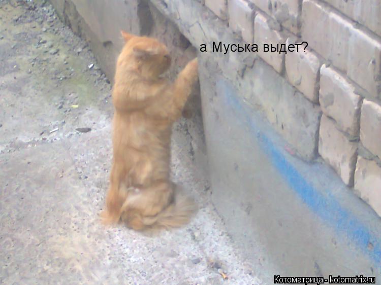 а Муська выдет?... Котоматрица: а Муська выдет?