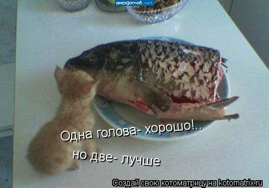 Одна голова- хорошо!.. но две- лучше... Котоматрица: Одна голова- хорошо!.. но две- лучше